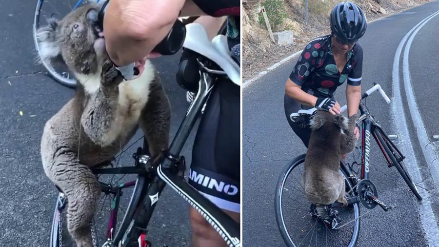 Koalát mentett Ausztráliában egy biciklis, kulacsából itatta meg vízzel