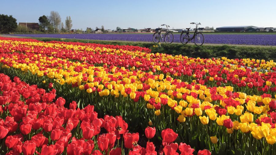 Kerékpározás a holland tulipánföldeken