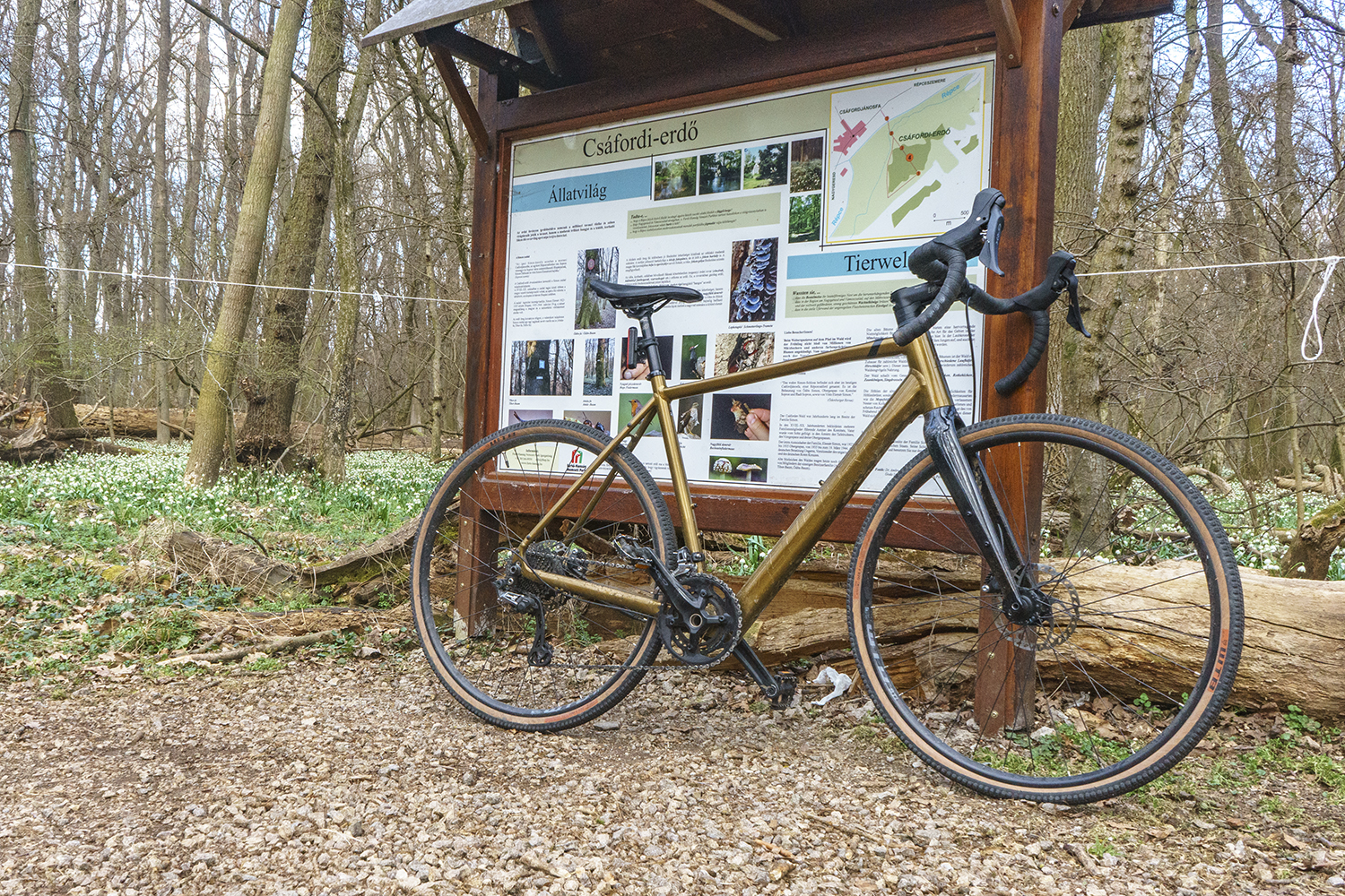 Millió tőzike világa: kerékpárral a Csáfordi erdőben